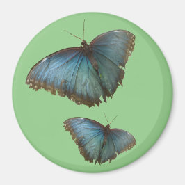 Imã Duas Borboletas Azuis Morpho. Magneta de cor BG