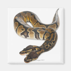 Imã Duas cabeças em Python Real ou Ball Python - Pytho