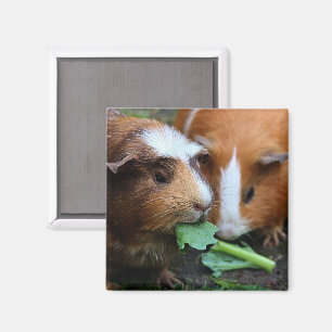 Imã Duas cobaias bonitos que comem verdes