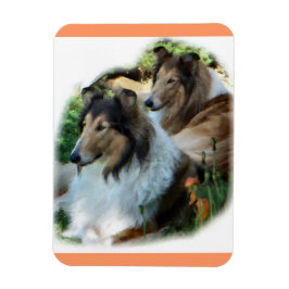 Ímã Duas Collies Sable Rough
