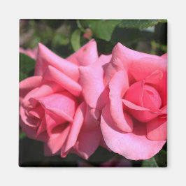 Imã duas flores de rosa rosa-quente perfeitas. amor