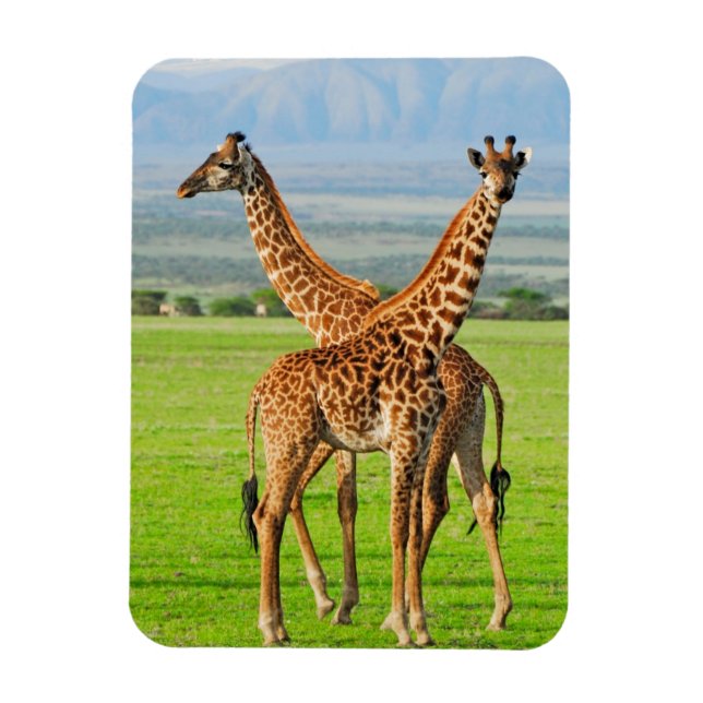 Ímã Duas Girafas (Vertical)