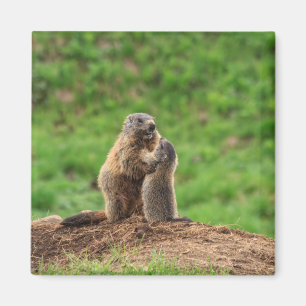 Imã Duas marmota