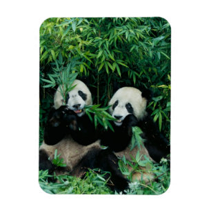 Ímã Duas pandas que comem o bambu junto, Wolong, 2
