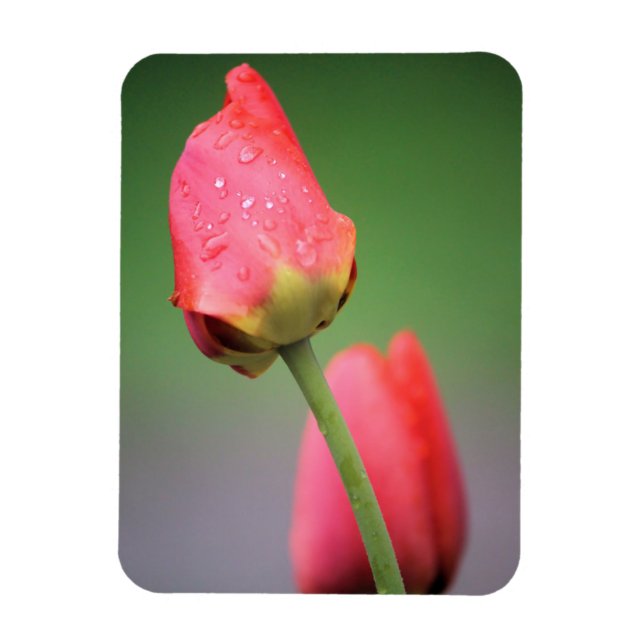 Ímã Duas Tulipas Rosa (Vertical)