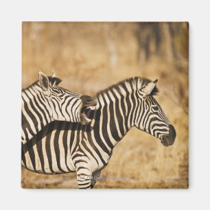 Imã Duas zebras que estão na grama