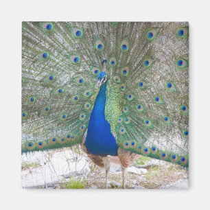 Imã Dubrovnik, Croatia, ilha de Lokrum, colorida