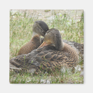 Imã Duck Love - BFF