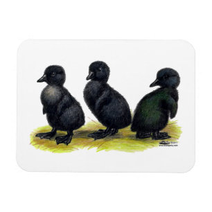 Ímã Ducklings Black Cayuga