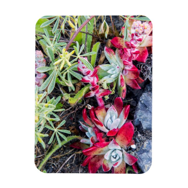 Ímã Dudleya da Costa em Point Reyes National Seashore (Vertical)
