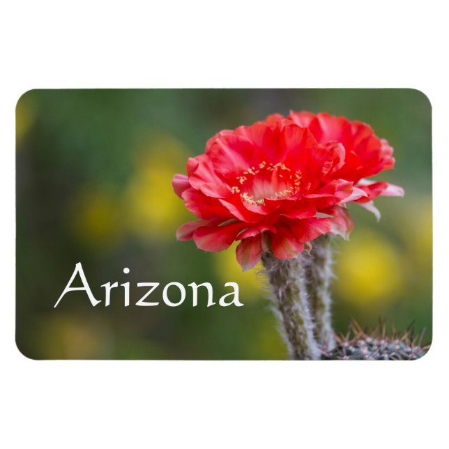 Ímã dueto de flor de cacto Firelight, Arizona (Horizontal)