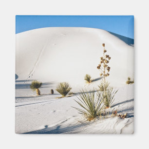 Imã Dunas Transversais e Soaptree Yucca