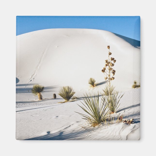 Imã Dunas Transversais e Soaptree Yucca (Frente)