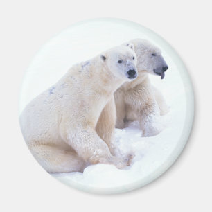 Imã Duo do urso polar