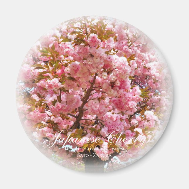 Imã Dupla Flor de Cerejeira: Sato-zakura (Frente)