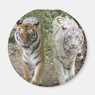 IMÃ DUPLO PROBLEMA 2 TIGRES LARANJA/BRANCO