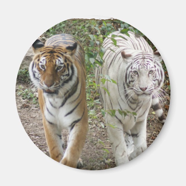 IMÃ DUPLO PROBLEMA 2 TIGRES LARANJA/BRANCO (Frente)