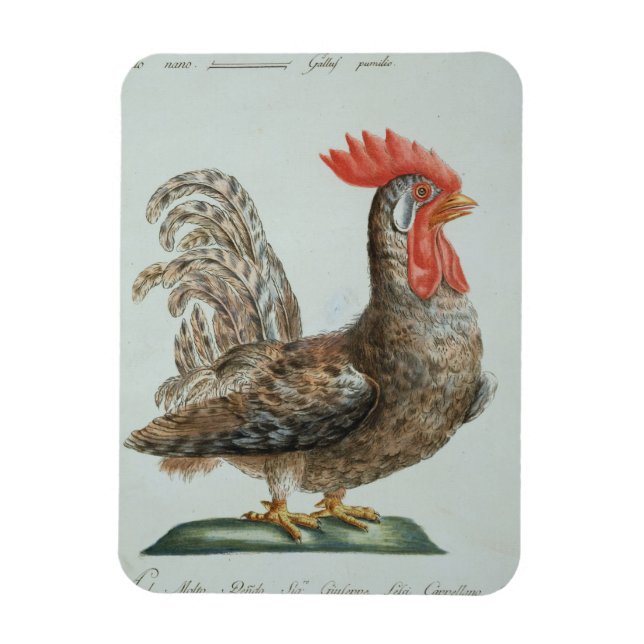 Ímã Dwarf Cockerel, c.1767-76 (gravura à mão) (Vertical)