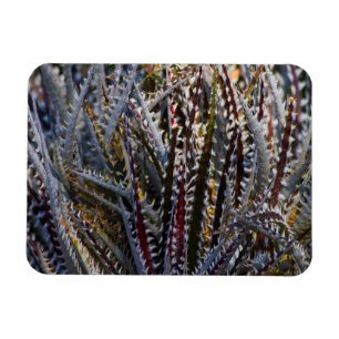 Ímã Dyckia delícia