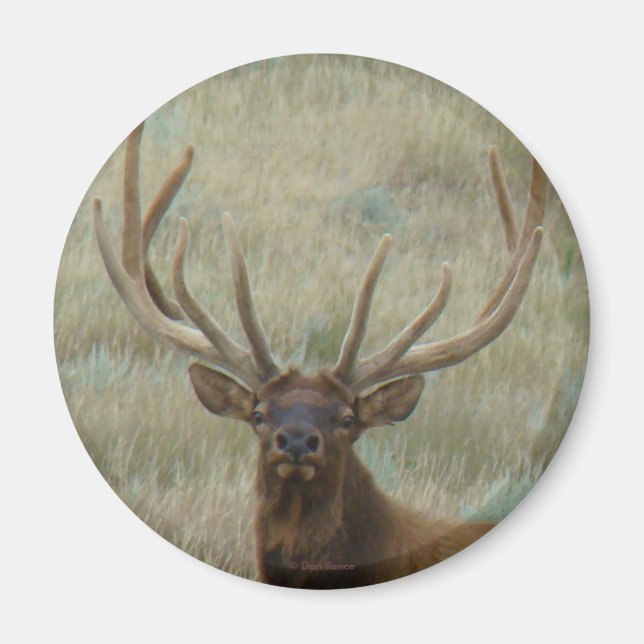 Imã E10 Bull Elk em Velvet Head Shot (Frente)