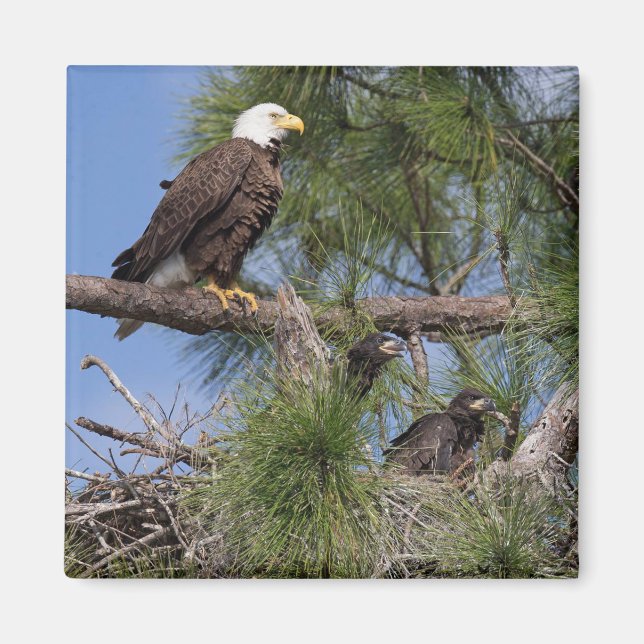 Imã E10 & E11 Magnet (Frente)