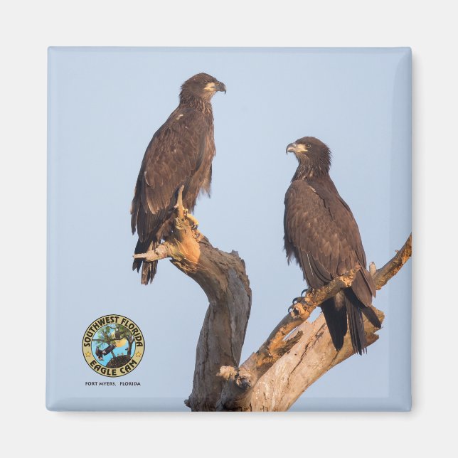 Imã E12 & E13 Magnet (Frente)