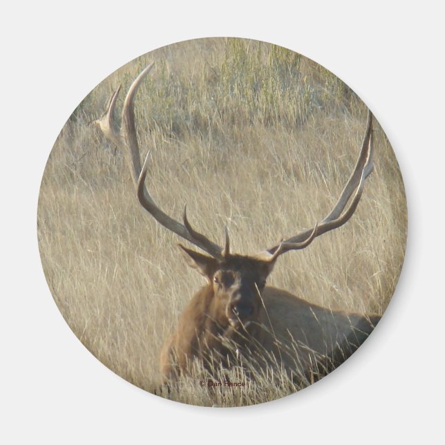 Imã E25 Alce Macho Deitado Na Grama (Frente)