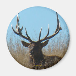 Imã E26 Touro-Elk na Erva