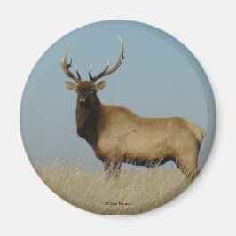 Imã E43 Bull Elk