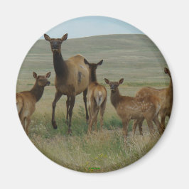 Imã E44 Alce Fêmea e Filhotes