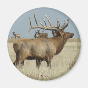 Imã E4 Bull Elk Herd Master