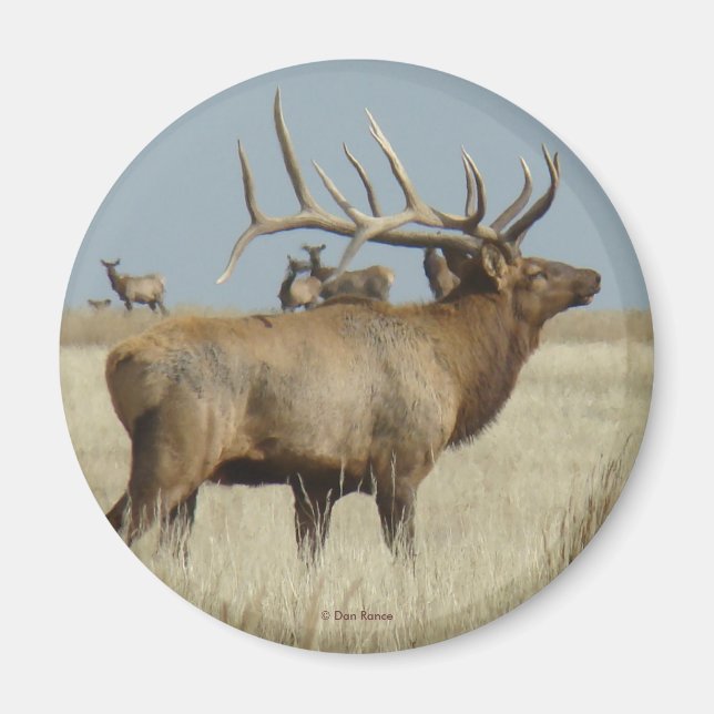 Imã E4 Bull Elk Herd Master (Frente)