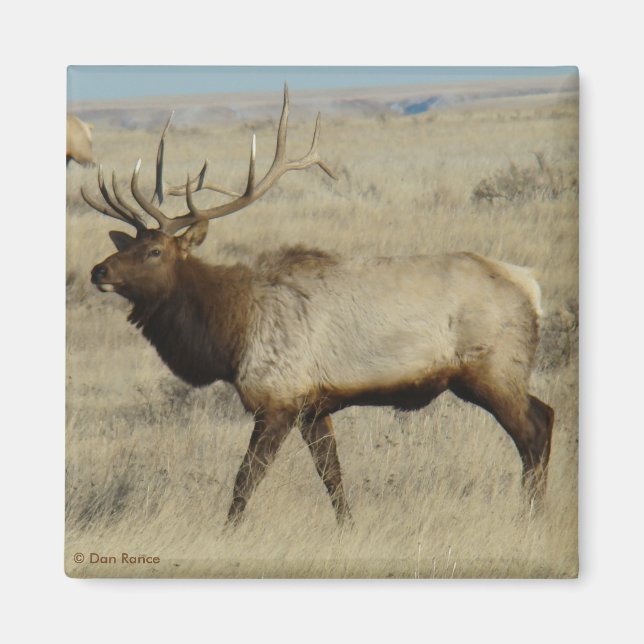 Imã E55 Bull Elk (Frente)