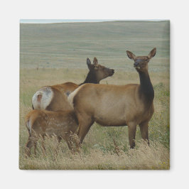 Imã E61 Elk de vaca e vitelo