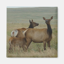 Imã E61 Vaca Alce e Bezerro