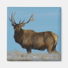 Imã E62 Bull Elk Sky Lined