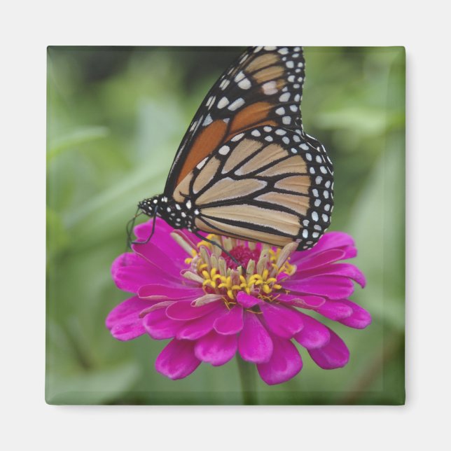 Imã E.U.A., Massachusetts, Boylston, Tower Hill (Frente)