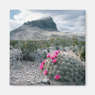 Imã E.U.A., Texas, Parque Nacional Big Bend. Florindo