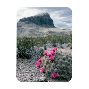 Ímã E.U.A., Texas, Parque Nacional Big Bend. Florindo