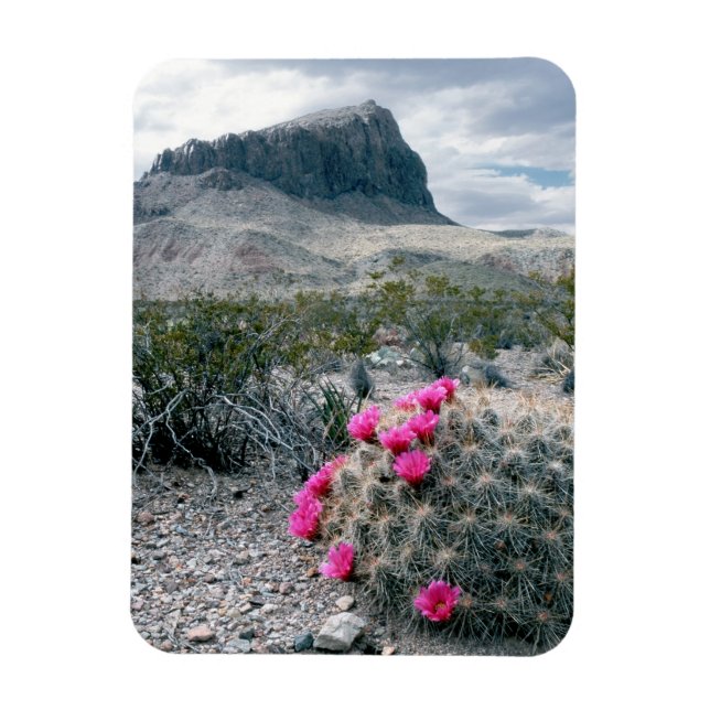 Ímã E.U.A., Texas, Parque Nacional Big Bend. Florindo (Vertical)