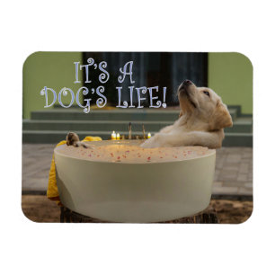 Ímã É um íman de vida para cães