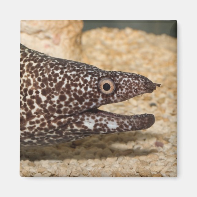 Imã É um Moray! Magneta quadrada (Frente)