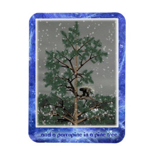 Ímã E Um Porcupine Numa Árvore De Pinheiros