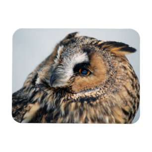 Ímã Eagle Owl Premium Magnet