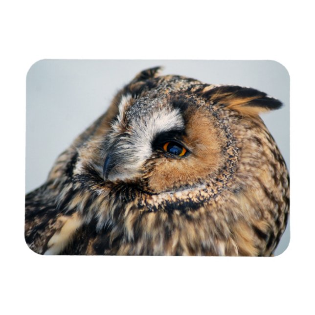Ímã Eagle Owl Premium Magnet (Horizontal)