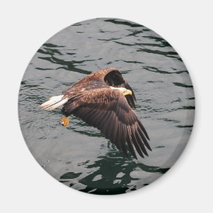 Imã Eagle que voa com asas para fora