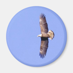 Imã Eagle sobre Conowingo