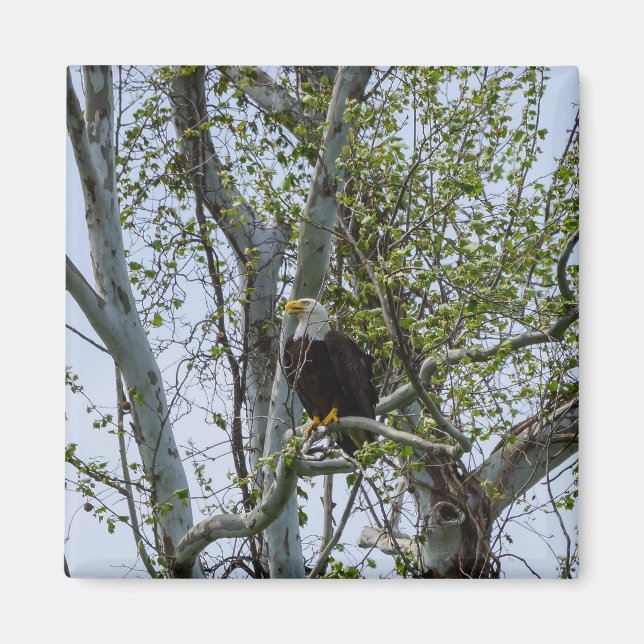 Imã Eagle Watch Out (Frente)