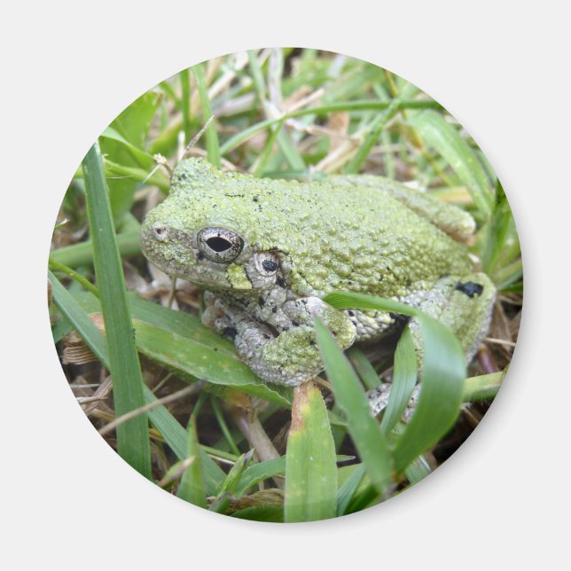 Imã Eastern Grey Treefrog Nature Photography (Frente)