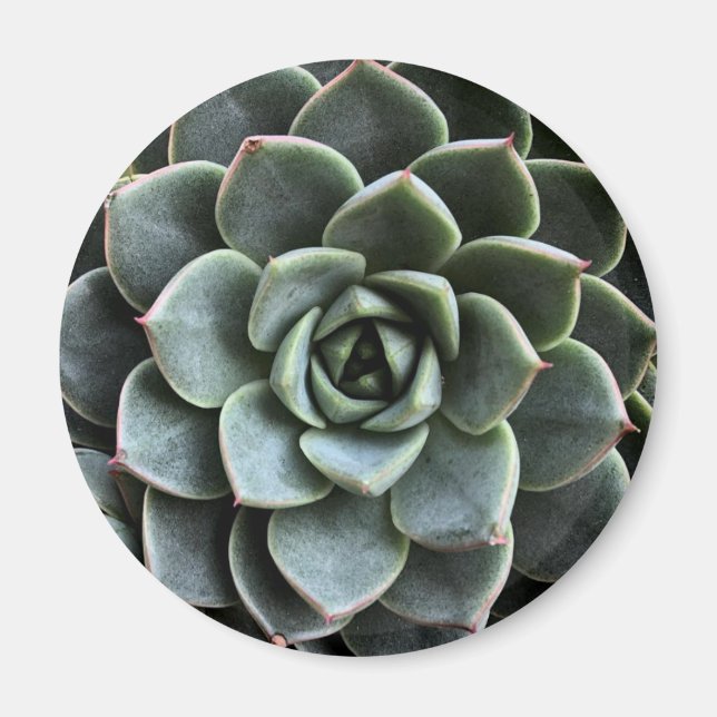 Imã Echeveria Fabiola Magnet (Frente)